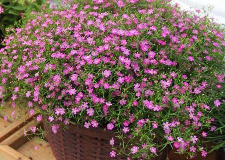 漂亮|4种“漂亮花”，好打理，易爆盆，花开不断，个个美出状态