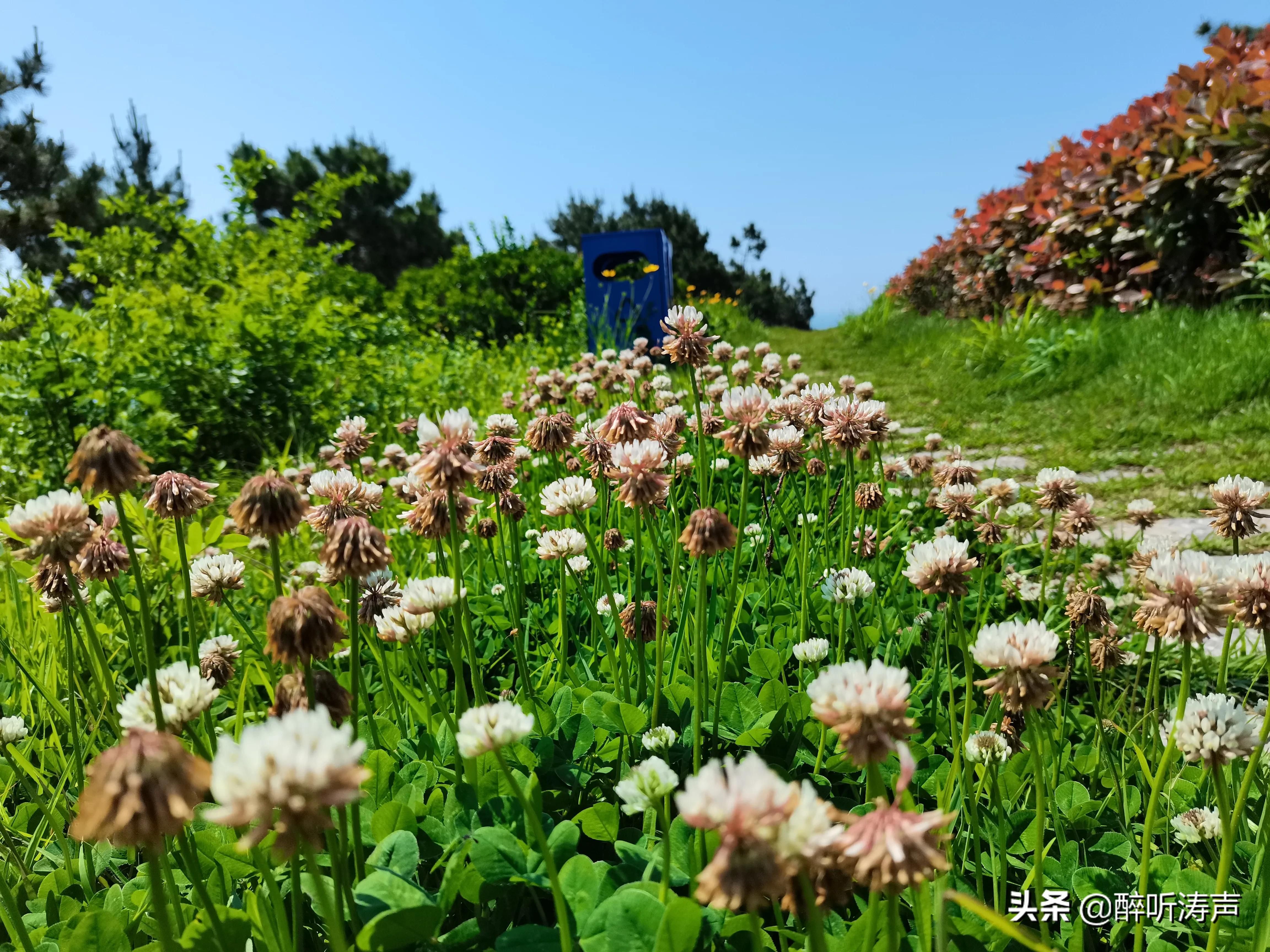 难以形容|天蓝海蓝花海一片片，难以形容的东环岛路之美