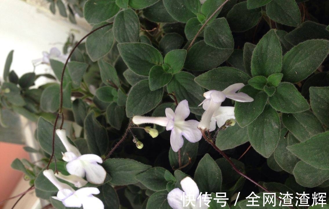 花盆里开出小海豚?养花做好这4点,一年四季都能赏花!