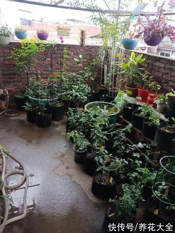 本来有个一楼院子,后来因养花换成天台,真是后悔