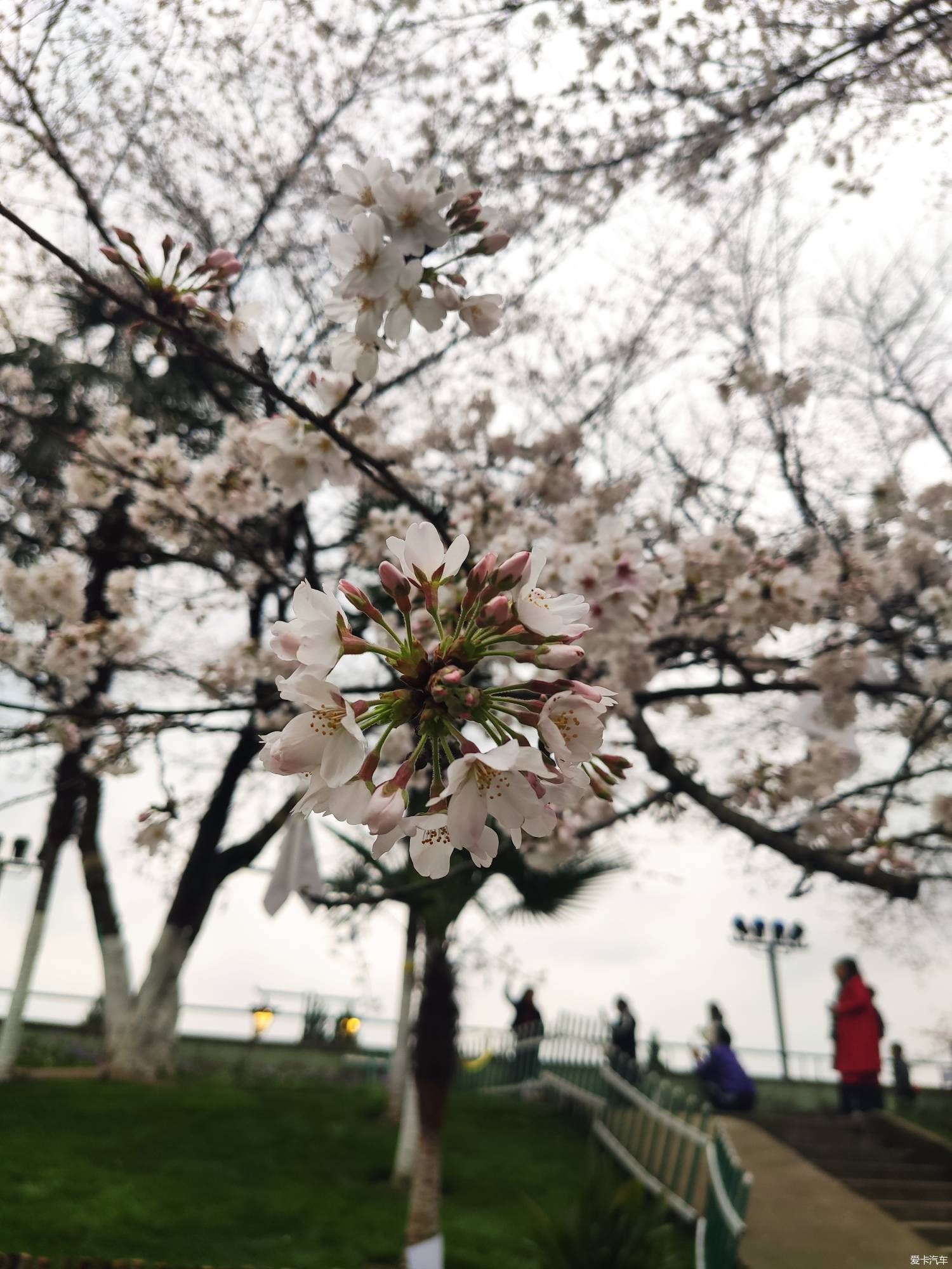 晴川樱花盛开