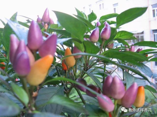 阳台种盆菜,比花还好看,结果还能吃,别提多美了