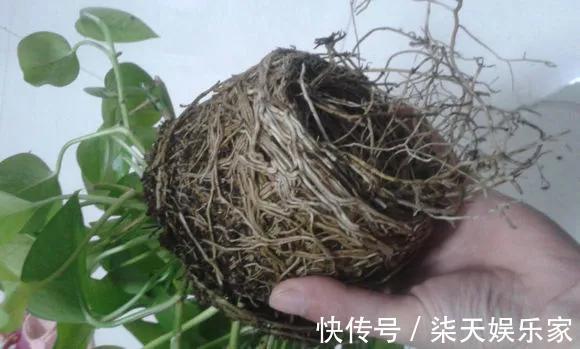 4种花爱“吃土”，1年不换盆，盆里全是根不见土，换盆才能长好