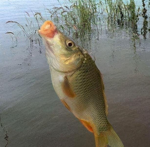 压箱底的漂调钓技巧，野外调漂相当容易搞定！