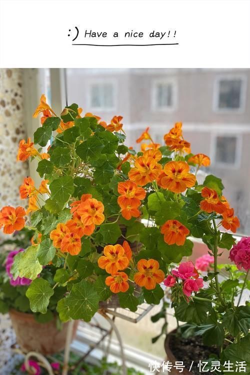 盆栽花|世界名花“旱金莲”，优秀的室内盆栽花，家里养一盆，四季有花看