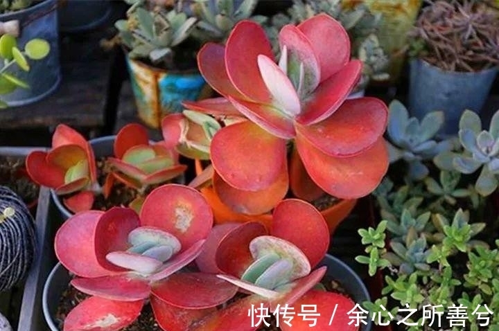 寒冬多肉常见问题叶子干瘪、花头不饱满，到了春天怎么养健壮？