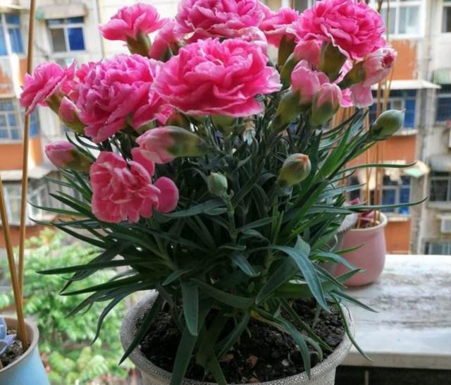 喜阳光充足的“4种花”，多晒太阳，株型饱满、花大色艳开爆盆