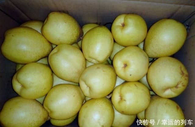 秋天|秋天就要吃雪梨,学会挑选味道香甜,补充营养身体好