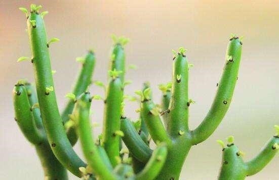 新手|这6种花卉,越是忘记浇水,越容易长爆盆,新手和懒人都爱种