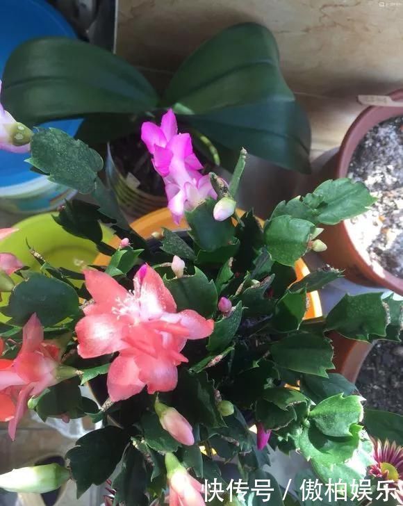 蟹爪兰摆放位置有“讲究”,一不小心就不开花,看你摆的对不对