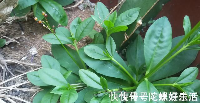 人参菜|土人参具有滋补强壮和清热解毒之功效嫩芽可食