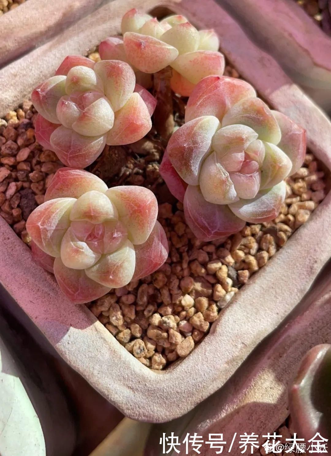 室内养多肉,也能养出水晶果冻色,任谁看到都说好