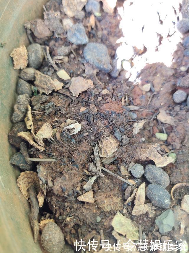 君子兰|君子兰催花实操经验,现在行动,一个月后就冒花箭