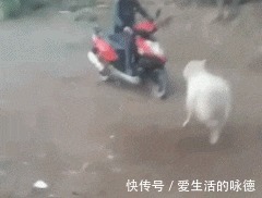 |搞笑GIF:姑娘你的头好重啊,吓着汪星人了,还能不能让它好好睡觉了