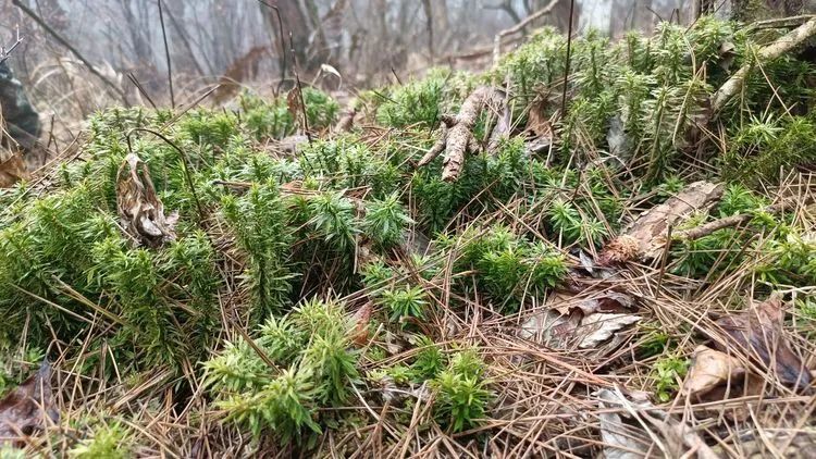 十分罕见，这种珍稀中草药在磐安大面积分布！