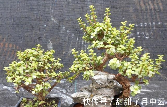 造型|养金枝玉叶盆景,光浇水施肥没用,得会修剪才行,枝叶一少价值高