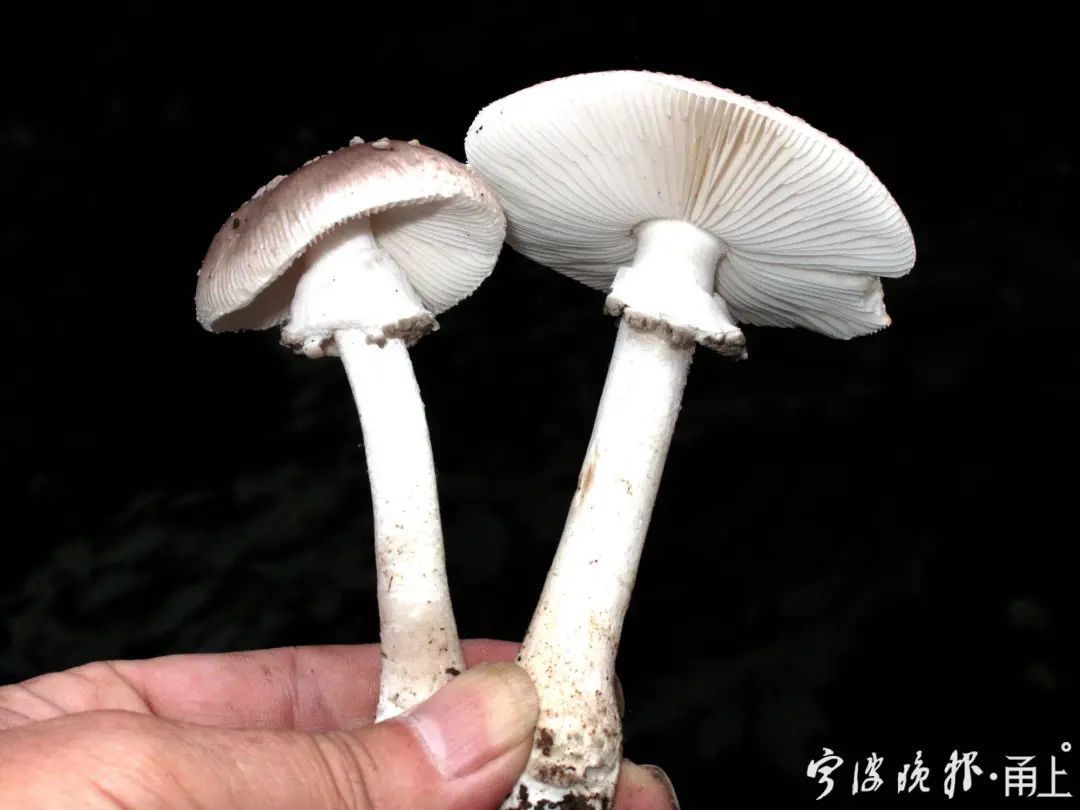蘑菇|多人食用后中毒!医生:没有特效药,死亡率很高