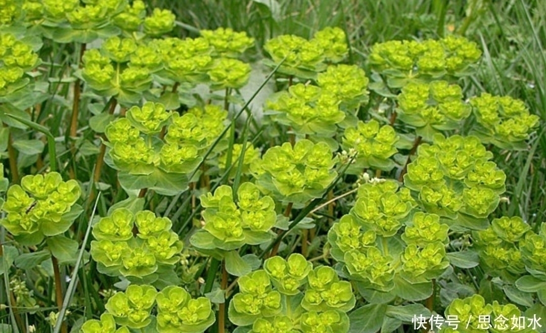 五凤草|提个醒：在路边遇到这种野草，一定要捡回家，现在知道还不晚！