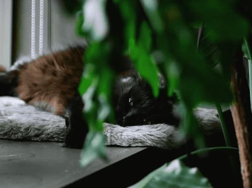 这位“奇葩”大胡子男人，不仅与猫狗同居，还与300株植物同居