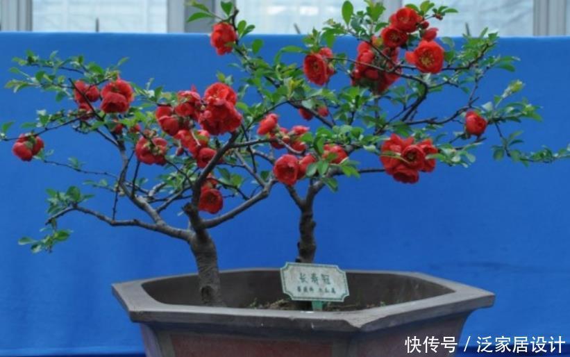 长寿冠海棠花，高颜值老桩盆景！打理好这些开花早又多