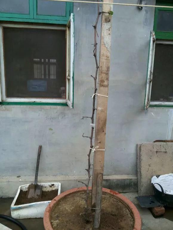 葡萄无花果插在塑料瓶里，2周生根，成活率高，1株变10株！