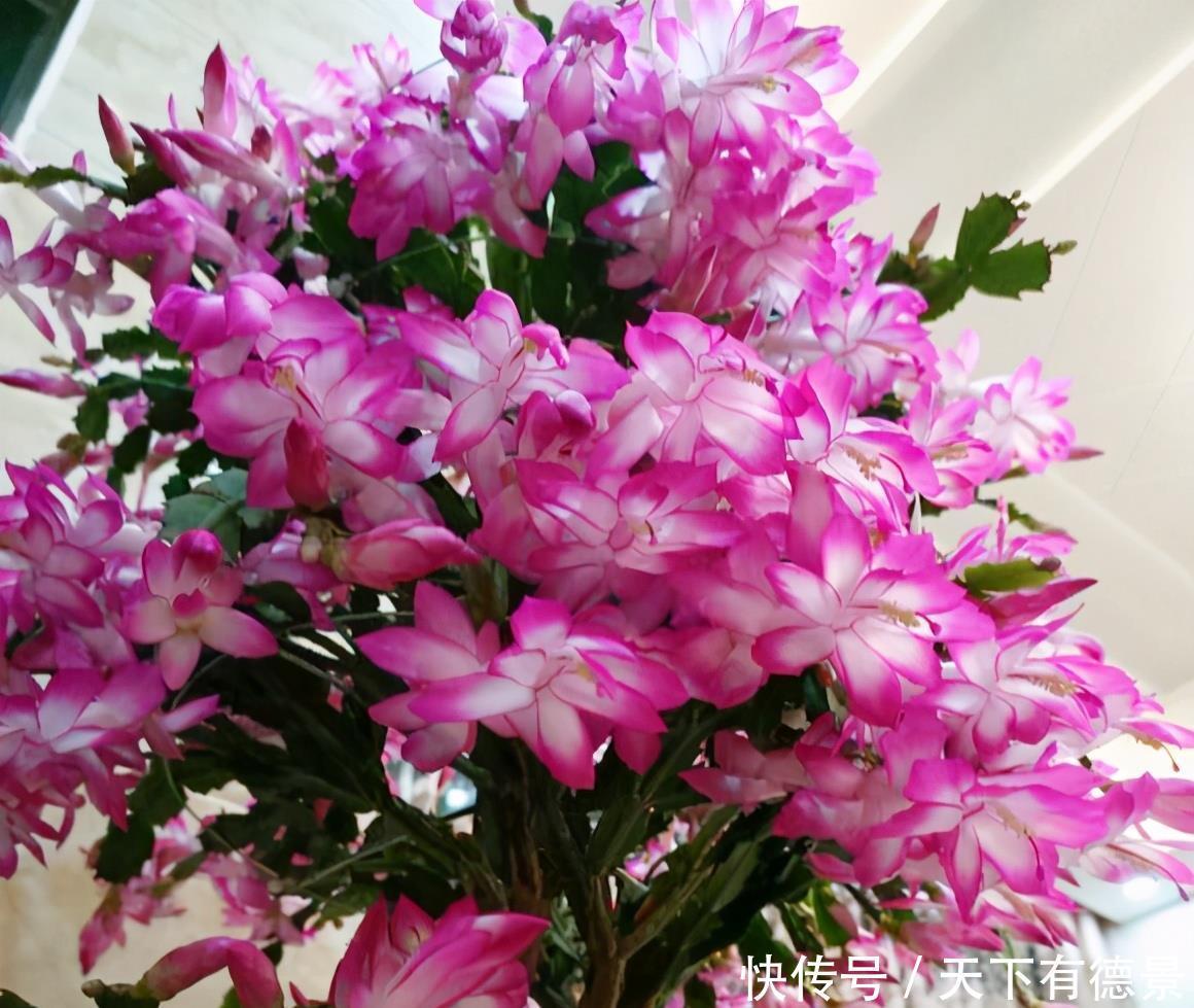 漂亮|高温30度下,5种漂亮花,不能“正常养”,黄叶烂根,容易死翘翘