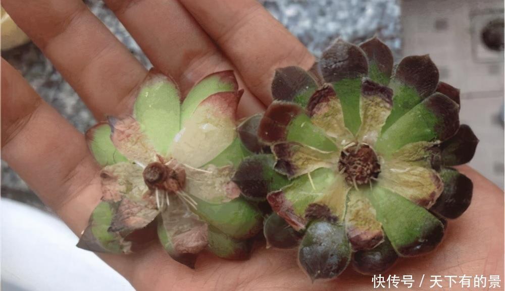 信号|养花,不懂4个烂根“信号”,不被你“养死”,还不知道原因