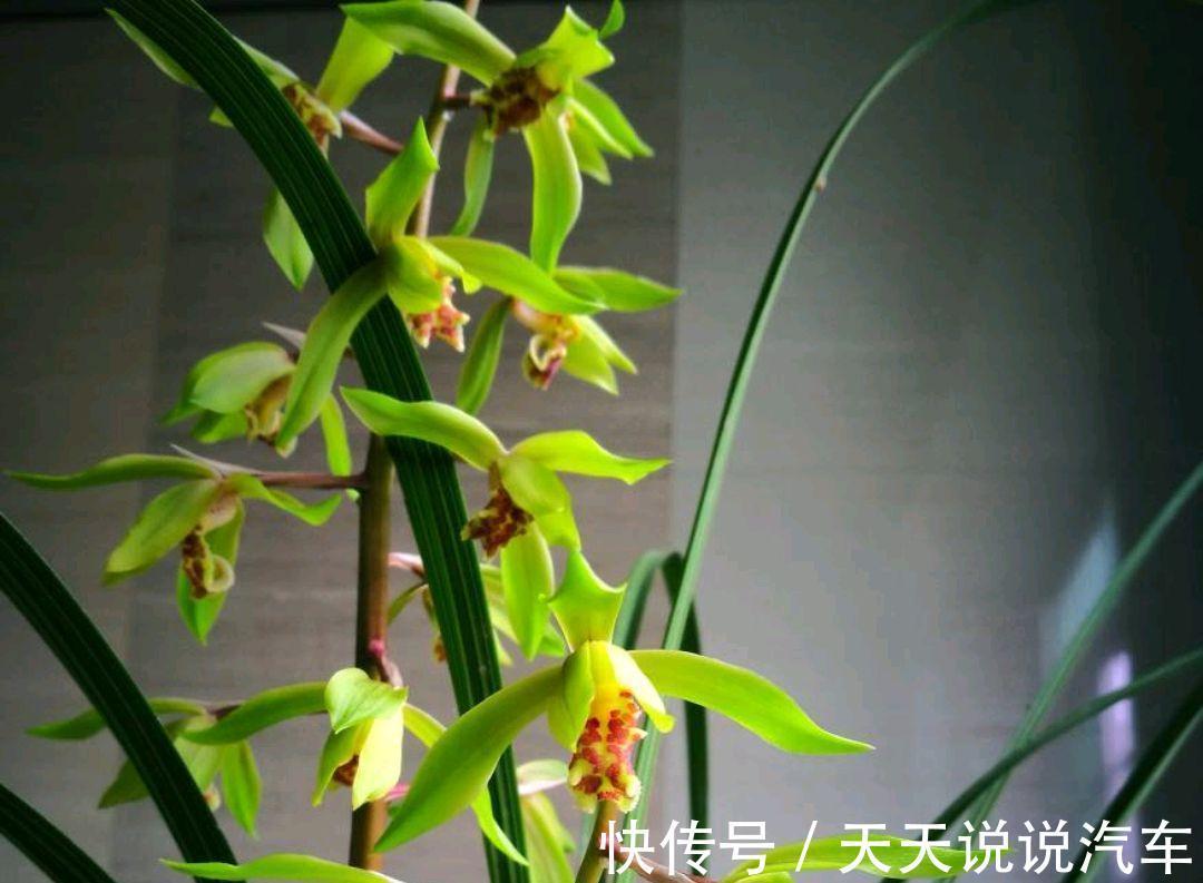 养兰花，并非越干净越好，此几种脏东西是养兰之宝