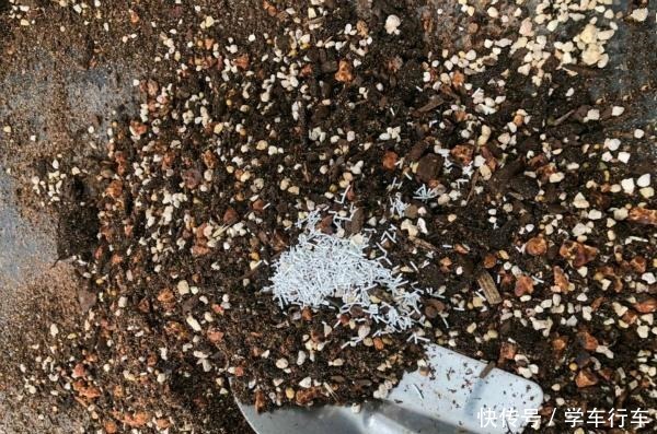 喜欢多肉,怎能不养一棵“吸财树”老桩成盆景,高端大气上档次!