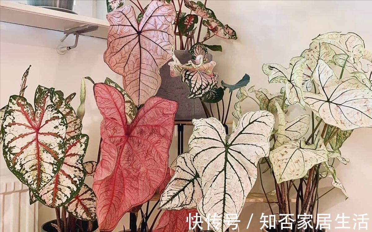 9种盆栽“耐阴王”,不见太阳也长得旺,养在家里超有范