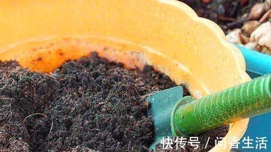 啤酒水|盆土板结怎么办不需要换新土,浇“1种水”就管,土壤立马松软