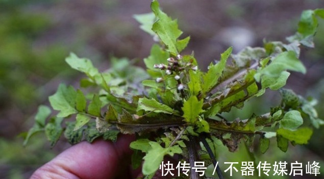 苦叶菜|农村这5种抗癌野菜，见到了可别错过了，在城里有钱也很难买到呢