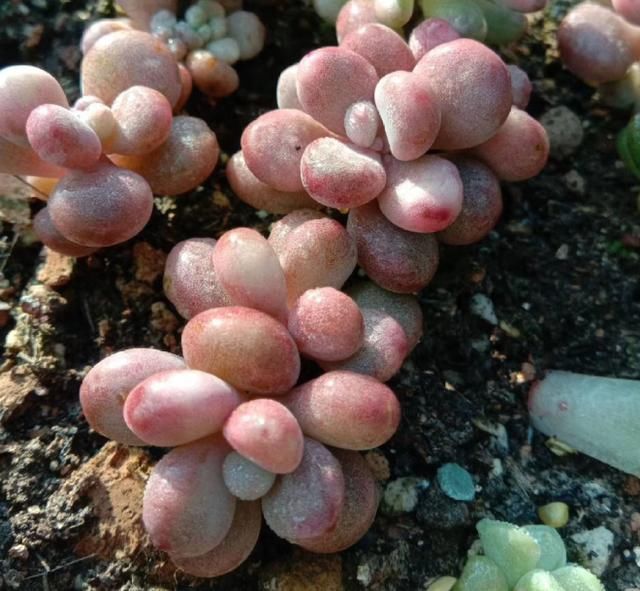 从小|养了5年多肉,从小白变成大神,这些经验送你了