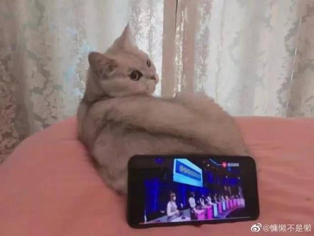 诚不欺我|猫和老鼠诚不欺我，家猫除了抓不到老鼠，什么都会做