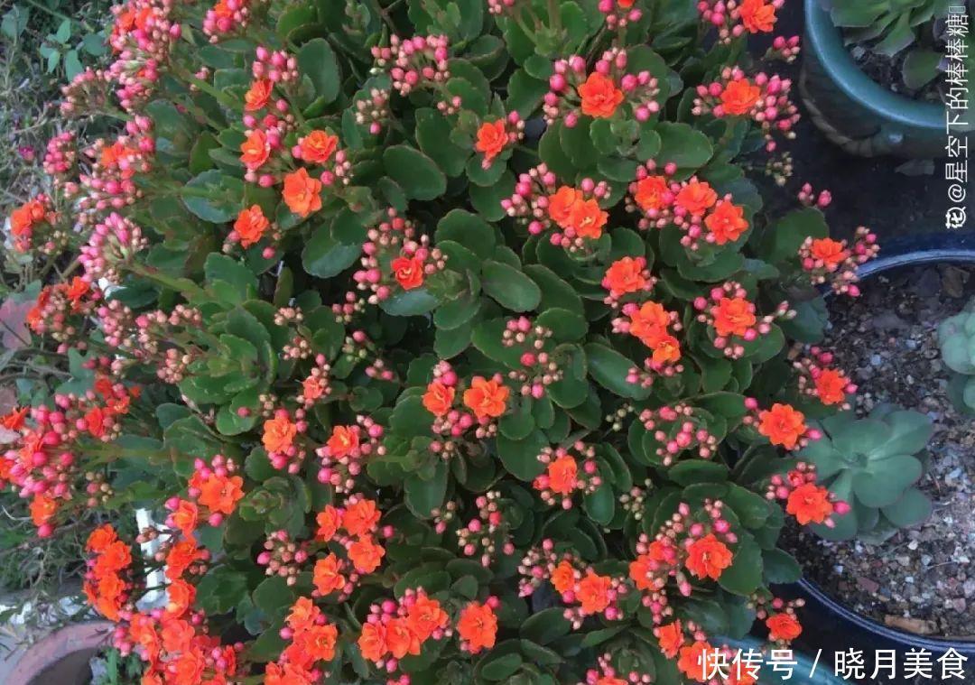 养花技巧:长寿开花不过瘾,学会1招,让它爆开1000朵