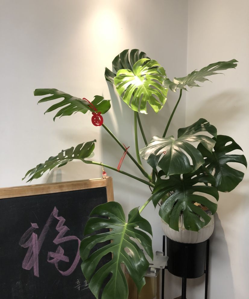 超美的几种绿植,气质好有品味,还能增强室内层次感