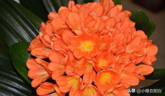 黄豆|养君子兰,一把豆子放盆里,1月后疯长,越养越旺,开爆盆特别美