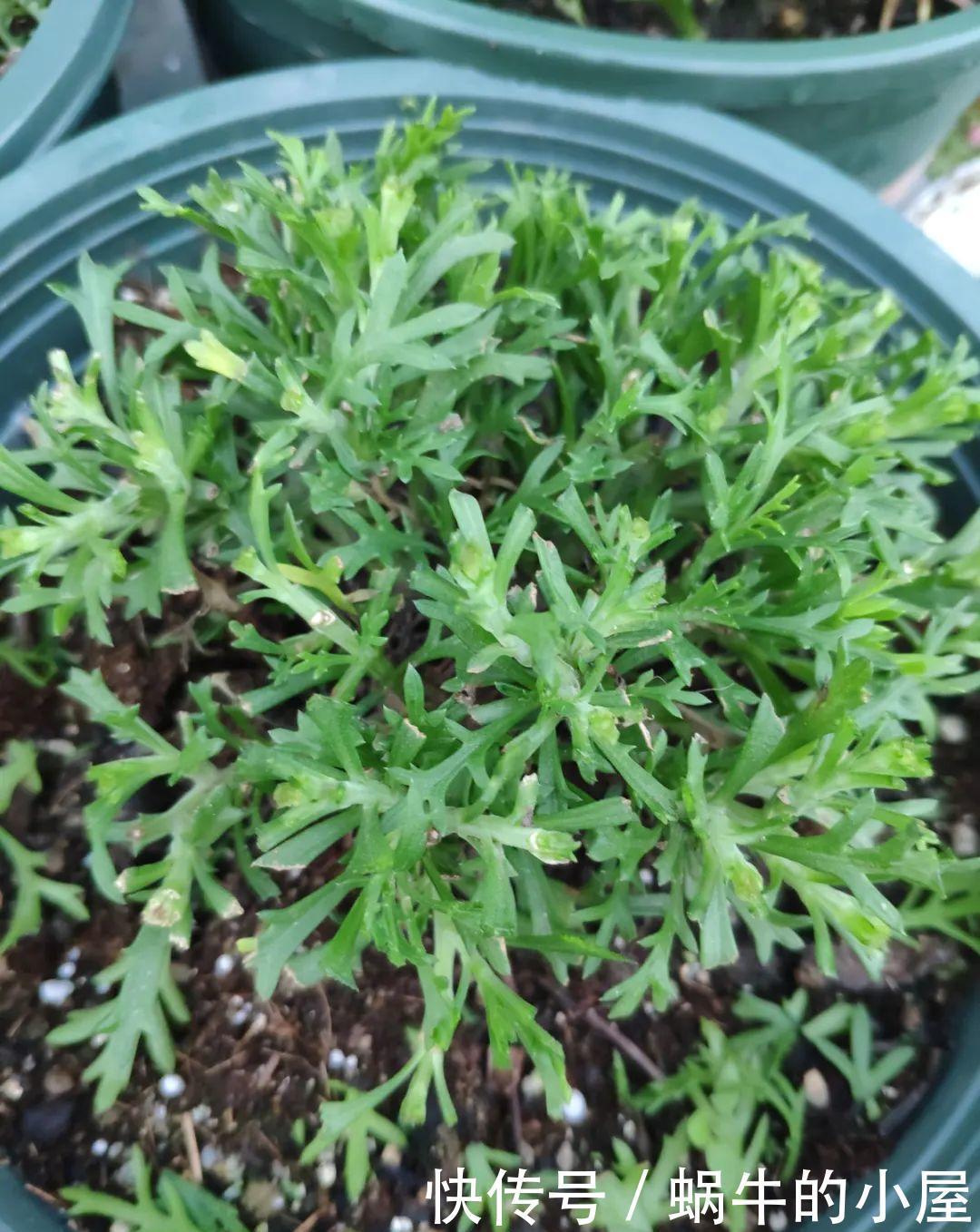 玛格丽特特容易爆盆,开花多得看不见叶,能开9个月