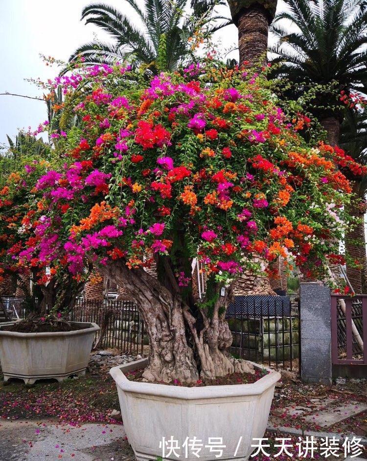 磷酸二氢钾|三角梅促花“小技巧”,让枝条猛增,越开花越有劲