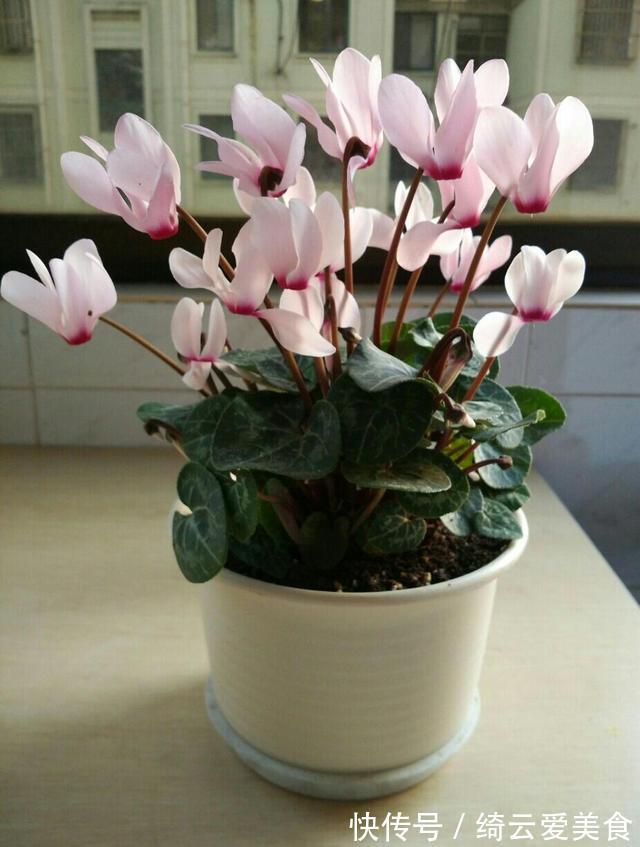 仙客来|此5种植物，堪称“净化利器”，好养又好看，绿萝只能排第4