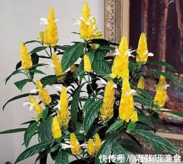 茶花|养花就养3种花，家里养一盆，开花漂亮花期长，谁养谁喜欢