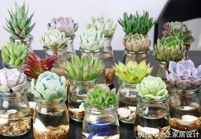 这些多肉新手买一盆死一盆,已被肉友拉进“黑名单”,买了浪费钱