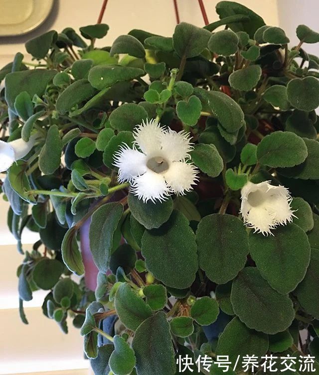  植物|耐阴室内开花植物“大家族”，低光照可开花，植株小巧，适合新手