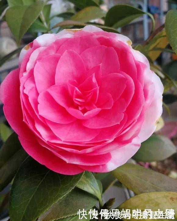 花中娇客|中国传统名花“花中娇客”,30种茶花一开,美了十里八乡