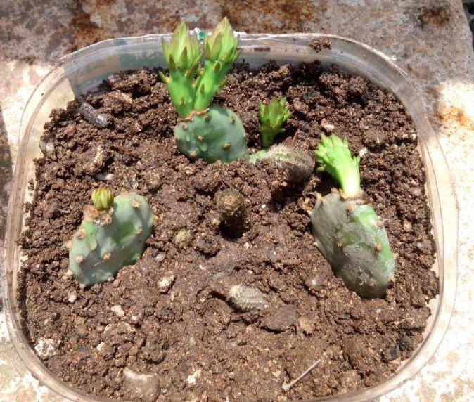 植株|养“仙人掌”时,花友们可要注意“几点”,不然反而会伤害它