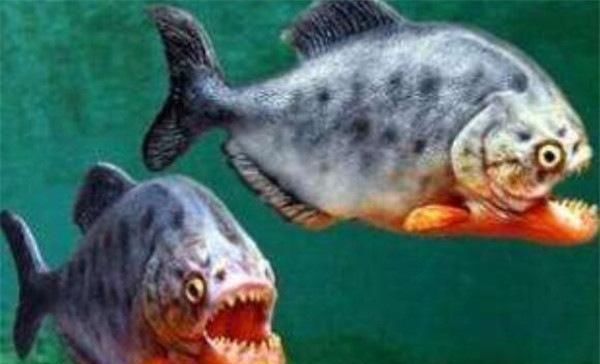 地球上10大毒鱼 牙签鱼号称吸血鬼 石鱼和狮子鱼会致命 快资讯