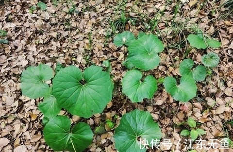 美味|看到就想吃的野菜,叶似南瓜叶,用来炒鸡蛋是一绝,营养又美味