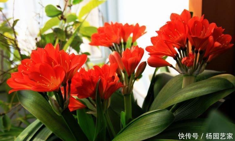 盆栽|老婆拿这种水来浇花,家里养的绿植再也没生过虫,还繁花似锦!