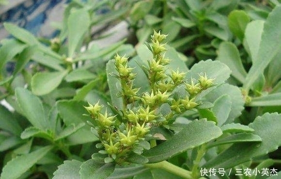 农村|农村一种“还阳草”,嫩叶是保健蔬菜,如今被广泛种植,10元一斤