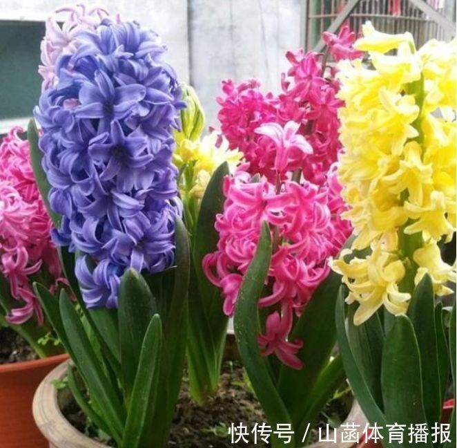 风信子|超美的几种花卉,对待新手很友好,不用费心,就能长的特别好